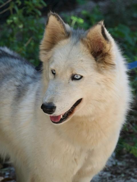 Donut, una splendida Husky Foto 5